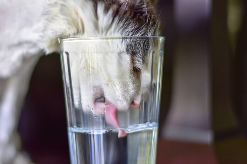 The Purr-fect Quench: Why Cats Adore Fresh Running Water