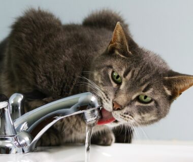 The Purr-fect Quench: Why Cats Adore Fresh Running Water