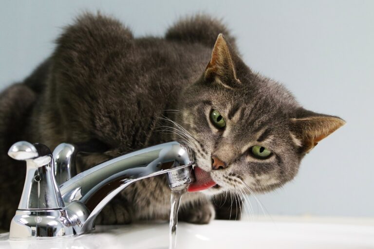 The Purr-fect Quench: Why Cats Adore Fresh Running Water